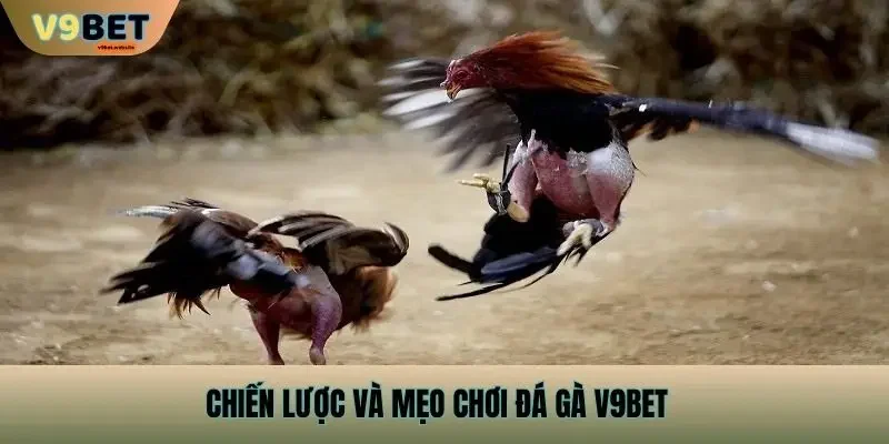 Chiến lược và mẹo chơi Đá Gà v9bet